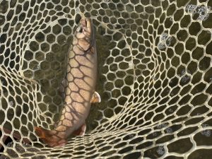 12月30日(火)　あきる野市　野口さん