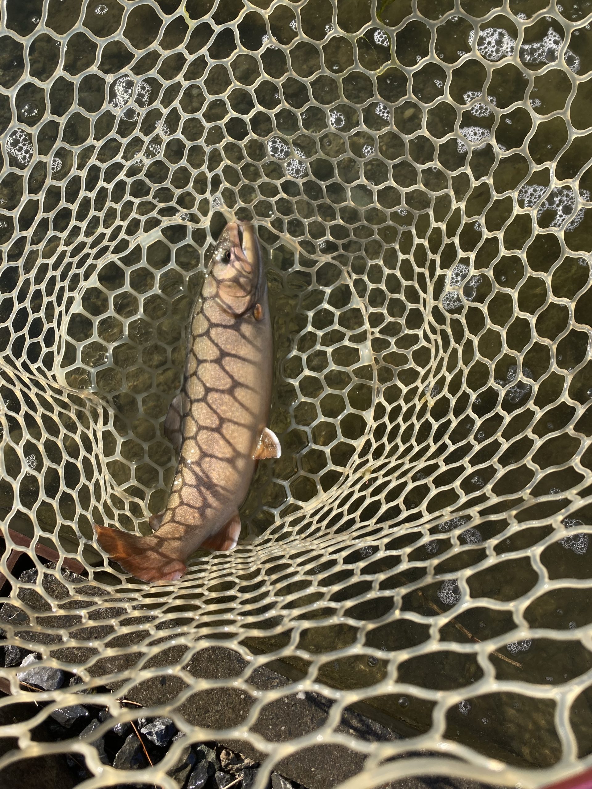 12月30日(火)　あきる野市　野口さん