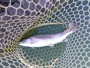 12月7日（日）あきる野市　管釣り天国さん