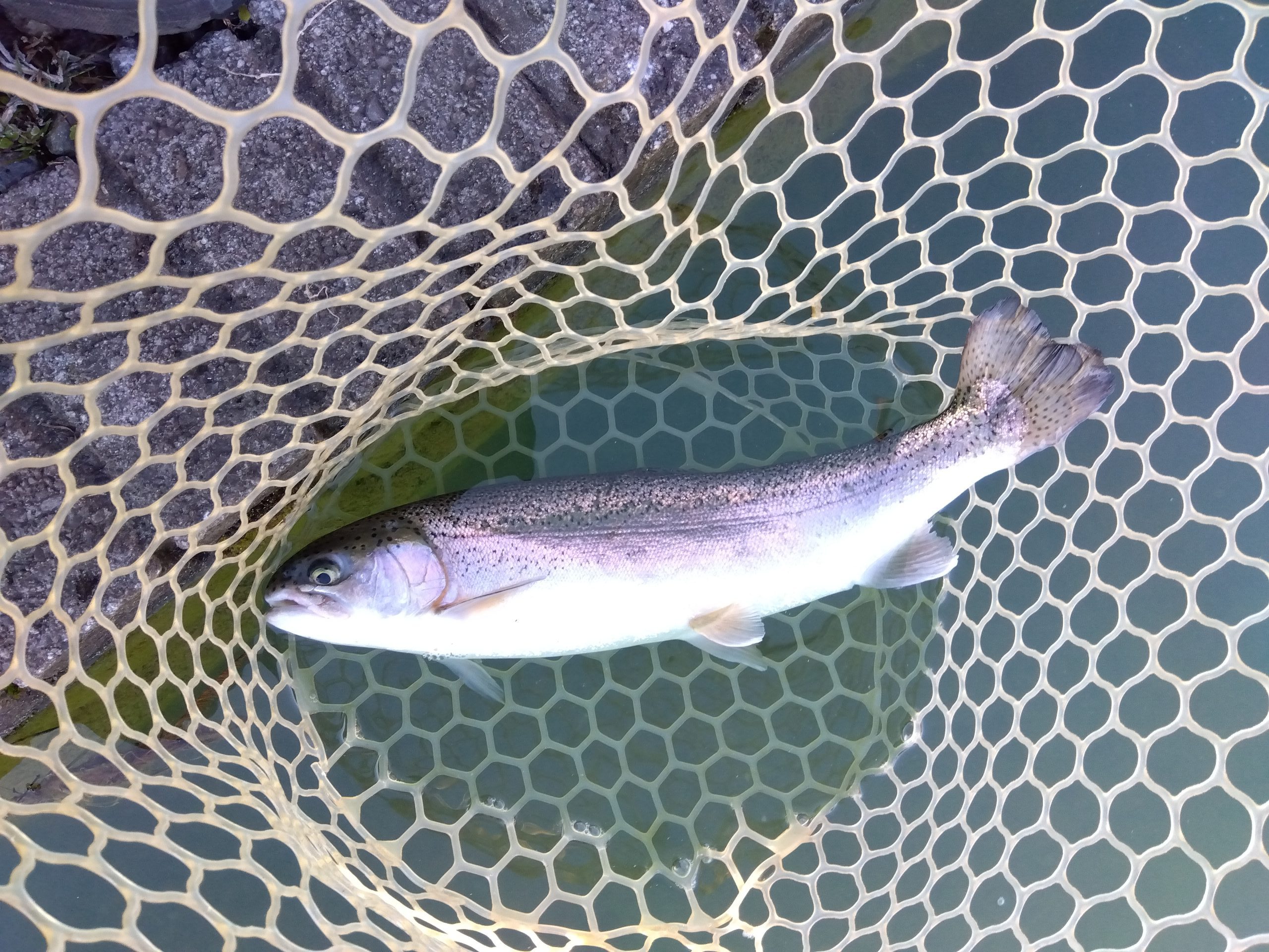 12月7日（日）あきる野市　管釣り天国さん