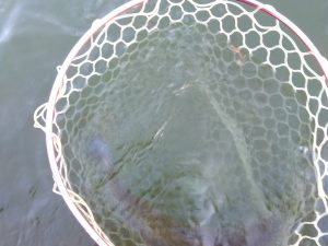 12月29日(月)　あきる野市　管釣り天国さん