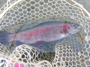 12月19日（金）　日野市　日野市のよっちゃんさん