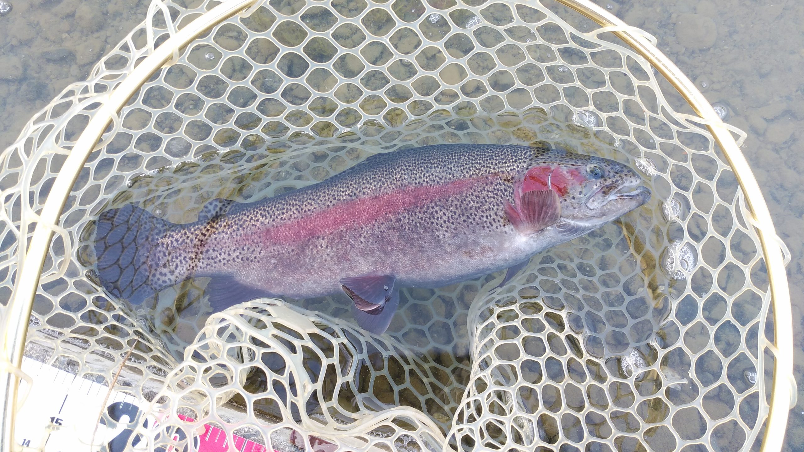 12月19日（金）　日野市　日野市のよっちゃんさん