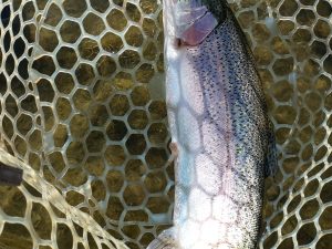 12月28日（日）八王子市　M城さん