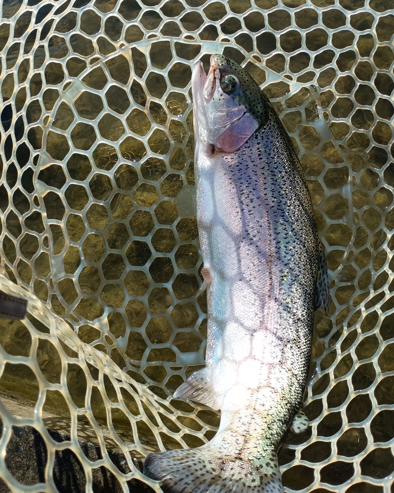 12月28日（日）八王子市　M城さん