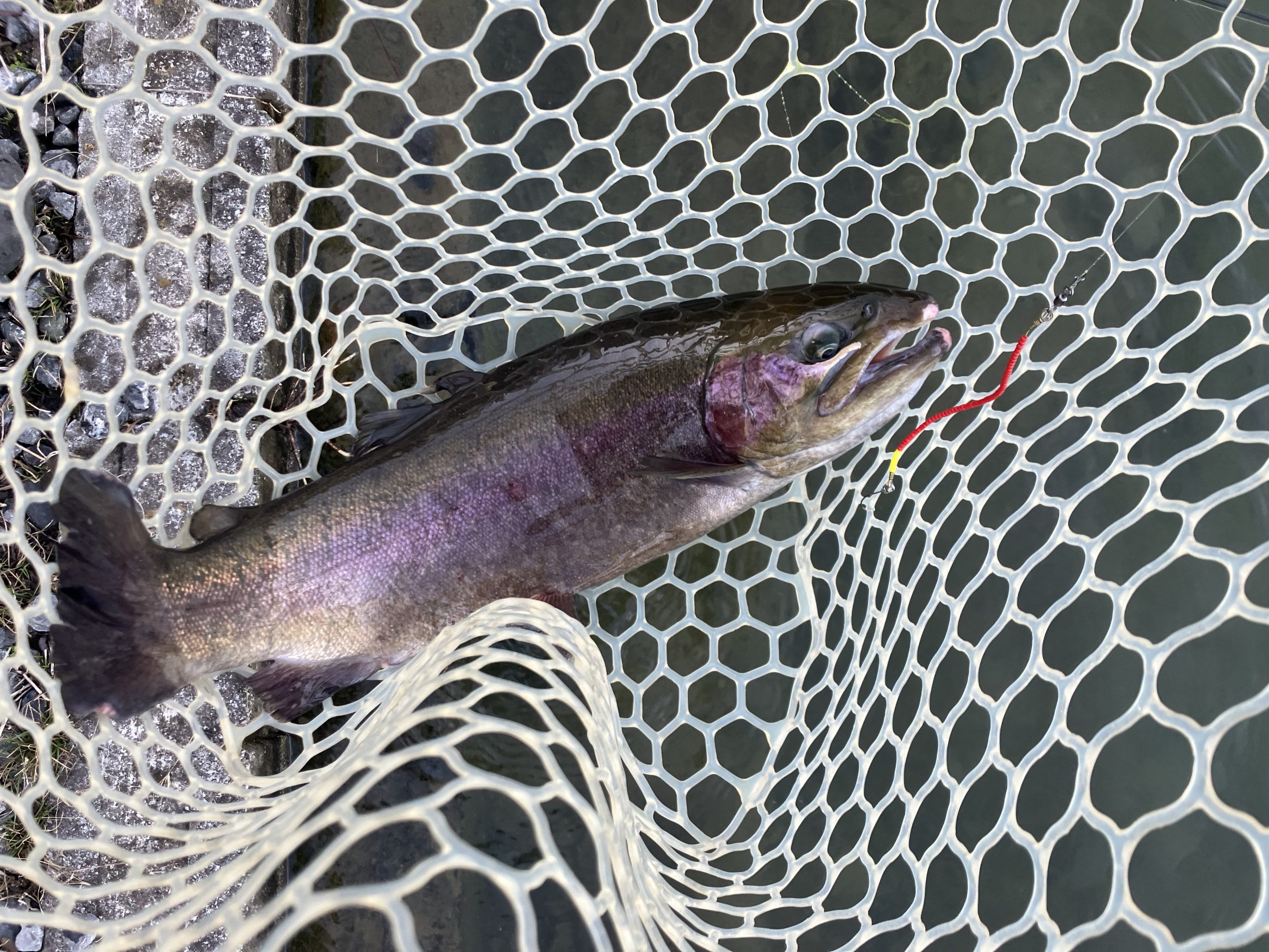 12月6日(土)羽村市 うにねこさん