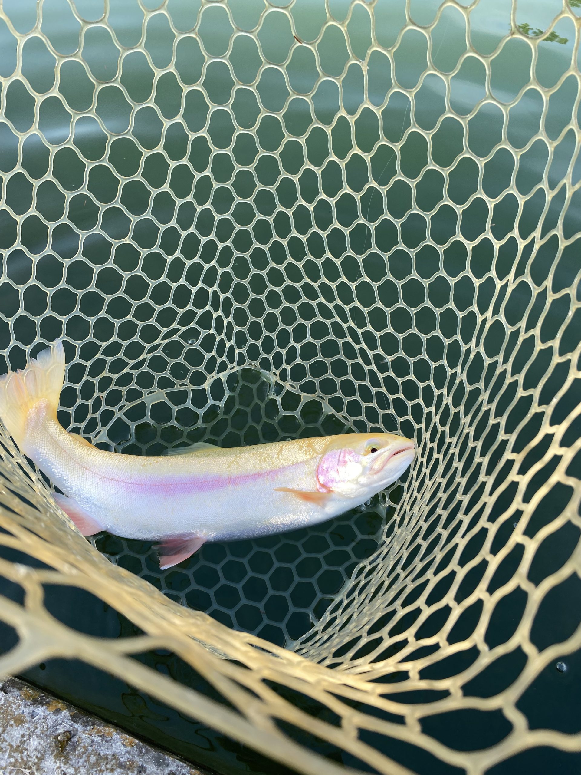 12月13日(土)武蔵村山市 つきてくさん