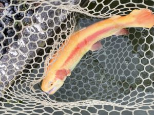 12月21日（日）羽村市　うにねこさん