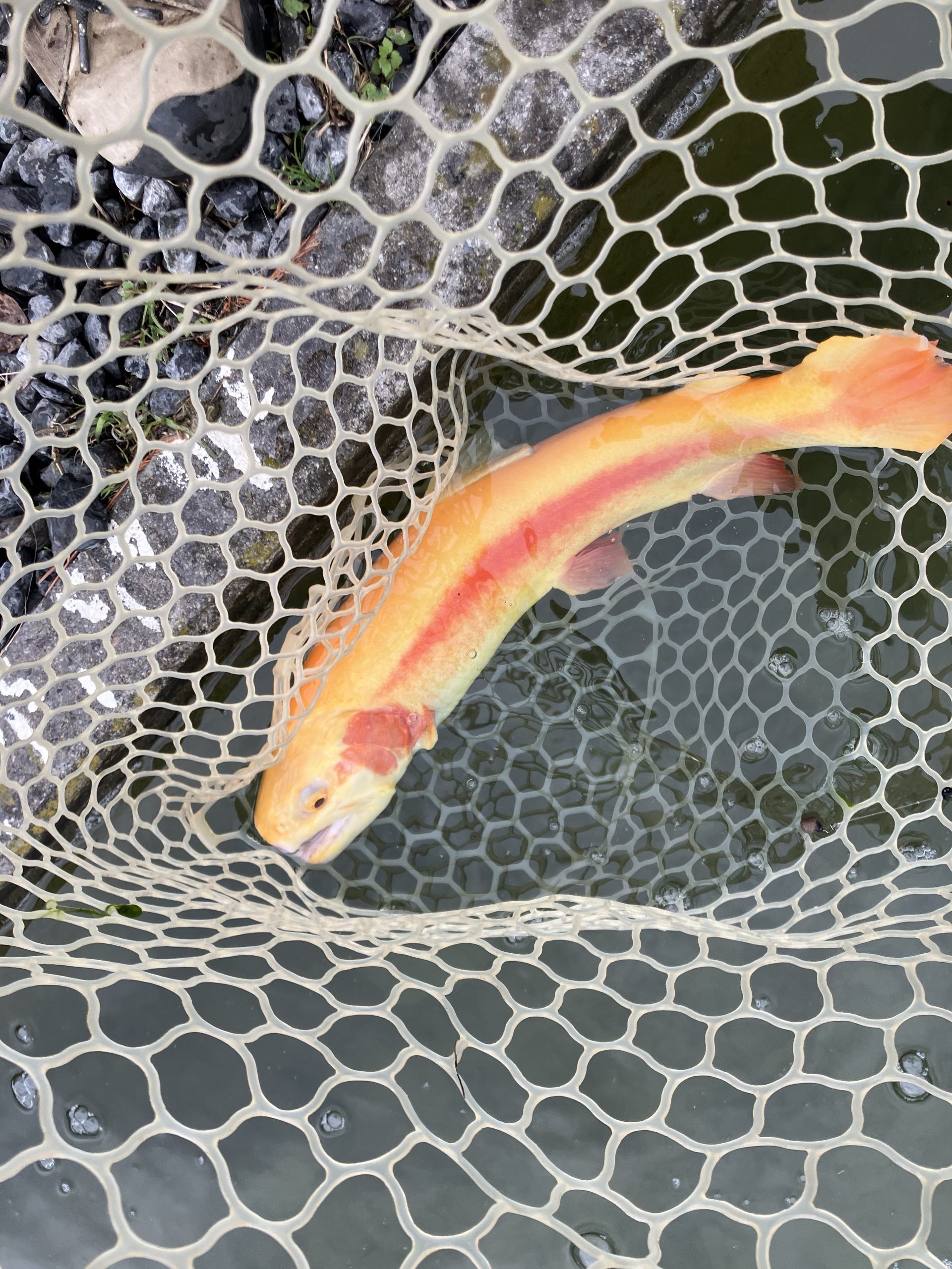 12月21日(日)羽村市 うにねこさん