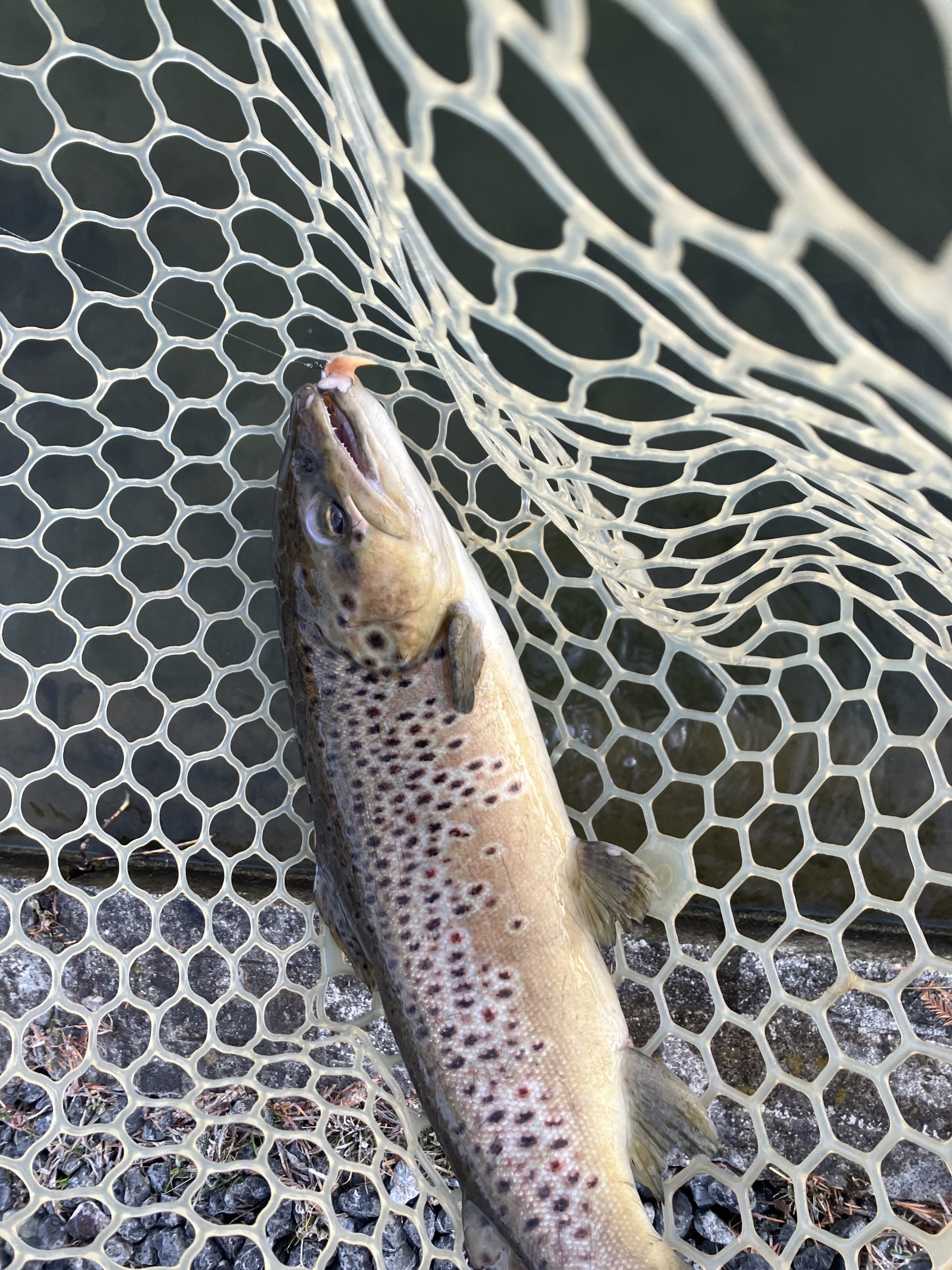 12月28日（日）羽村市　うにねこさん