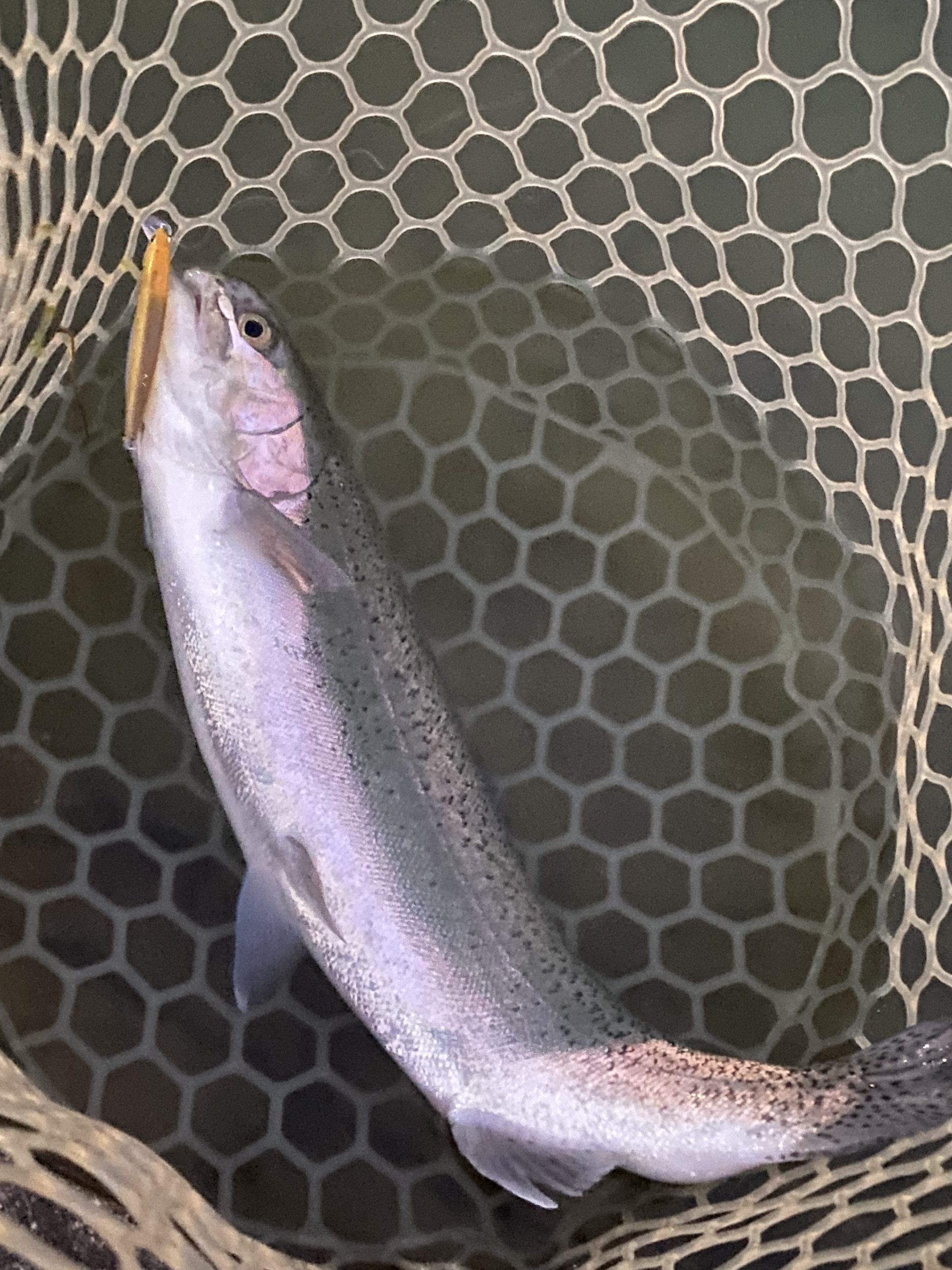 12月29日(月) 武蔵村山市 つきてくさん