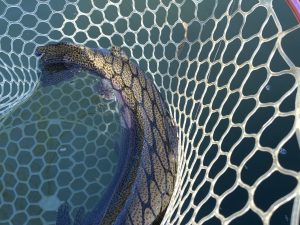 12月30日(火)　武蔵村山市　今日で釣り収め男さん