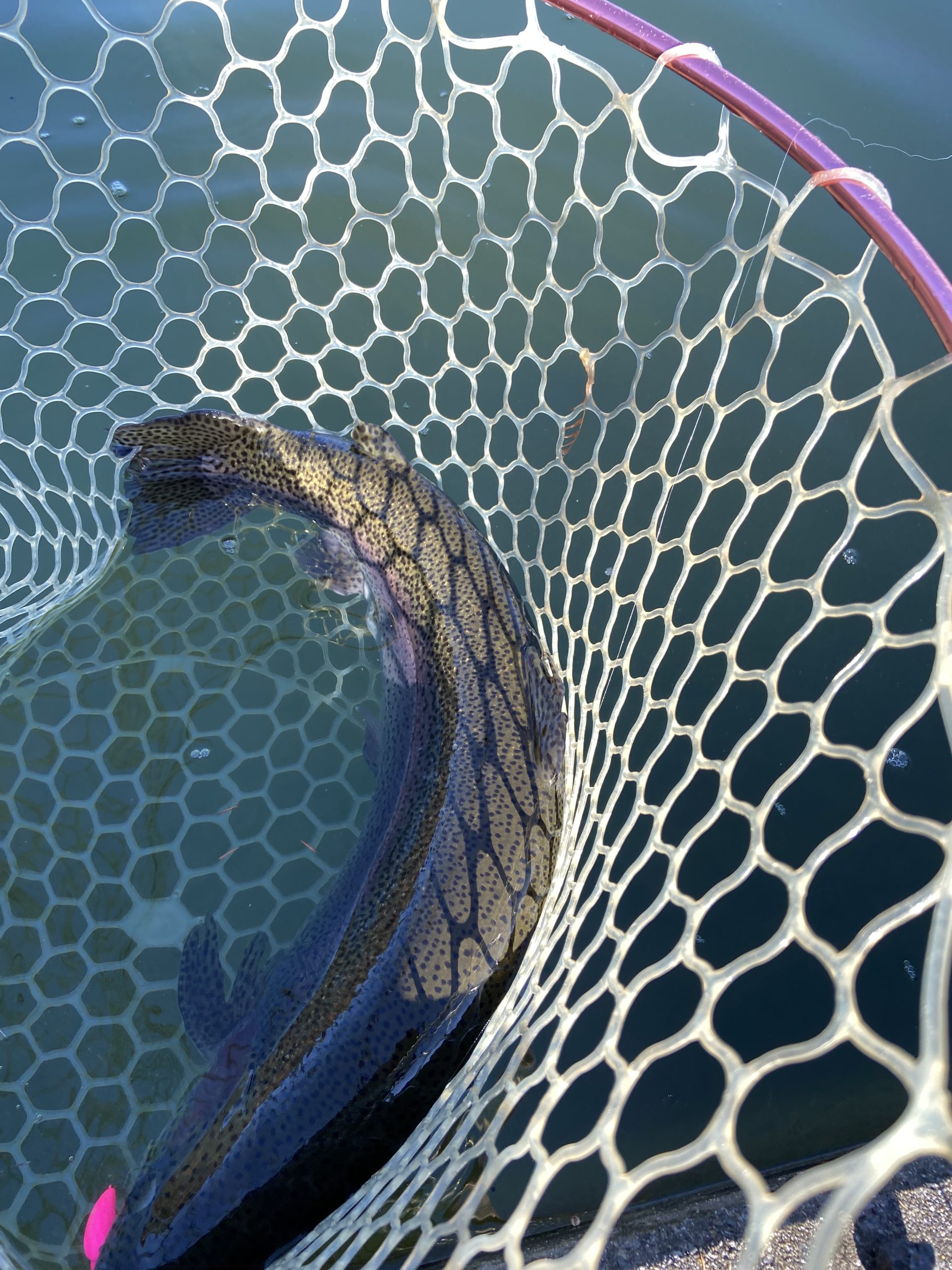 12月30日(火)　武蔵村山市　今日で釣り収め男さん