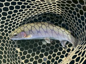 12月15日（月）小平市　MORIさん