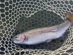 12月17日（水）青梅市　サクラマス　さん