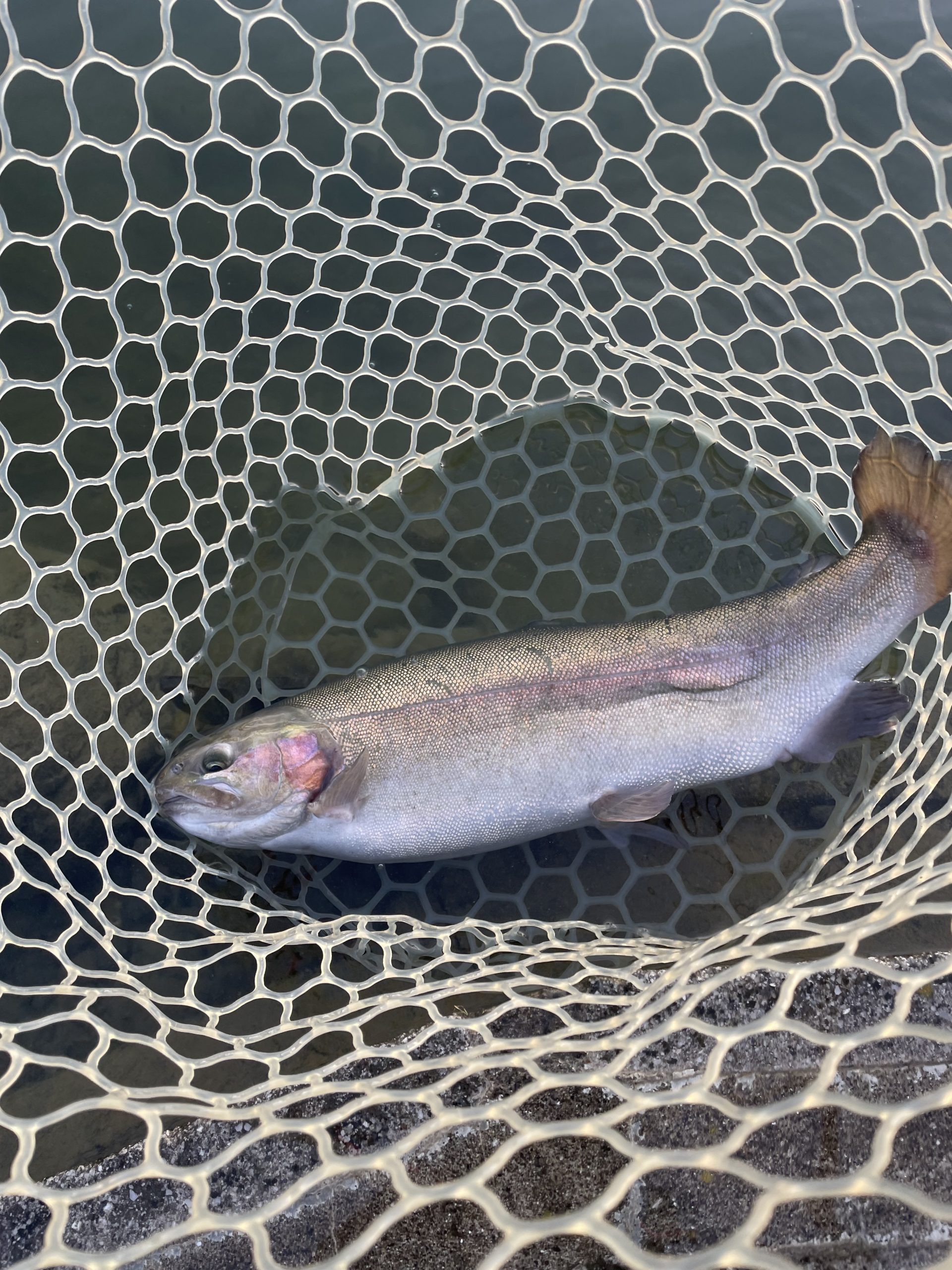 12月17日(水)青梅市 サクラマス さん