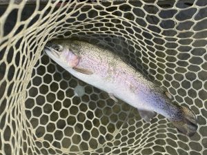 12月22日（月）青梅市　サクラマスさん