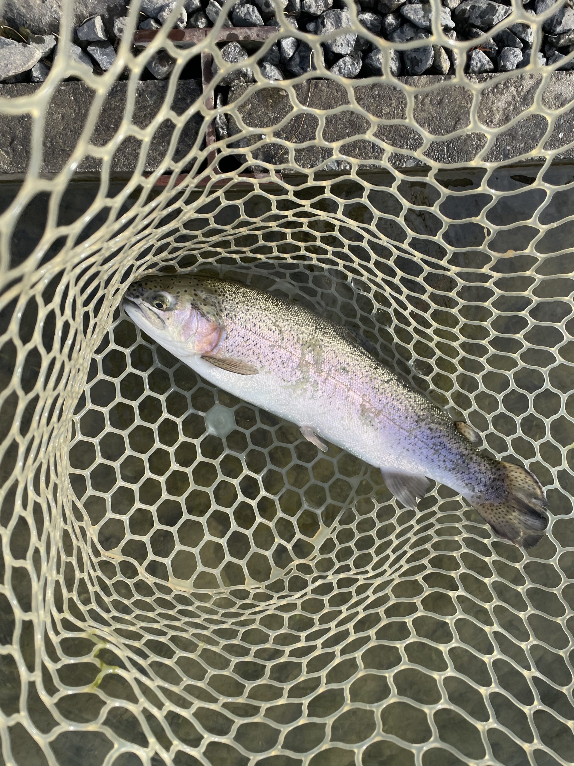12月22日(月)青梅市 サクラマスさん