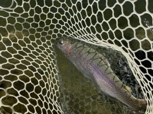 12月26日(金)　青梅市　サクラマスさん