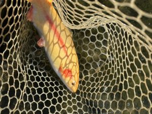 12月7日（日）杉並区　ナカムーさん