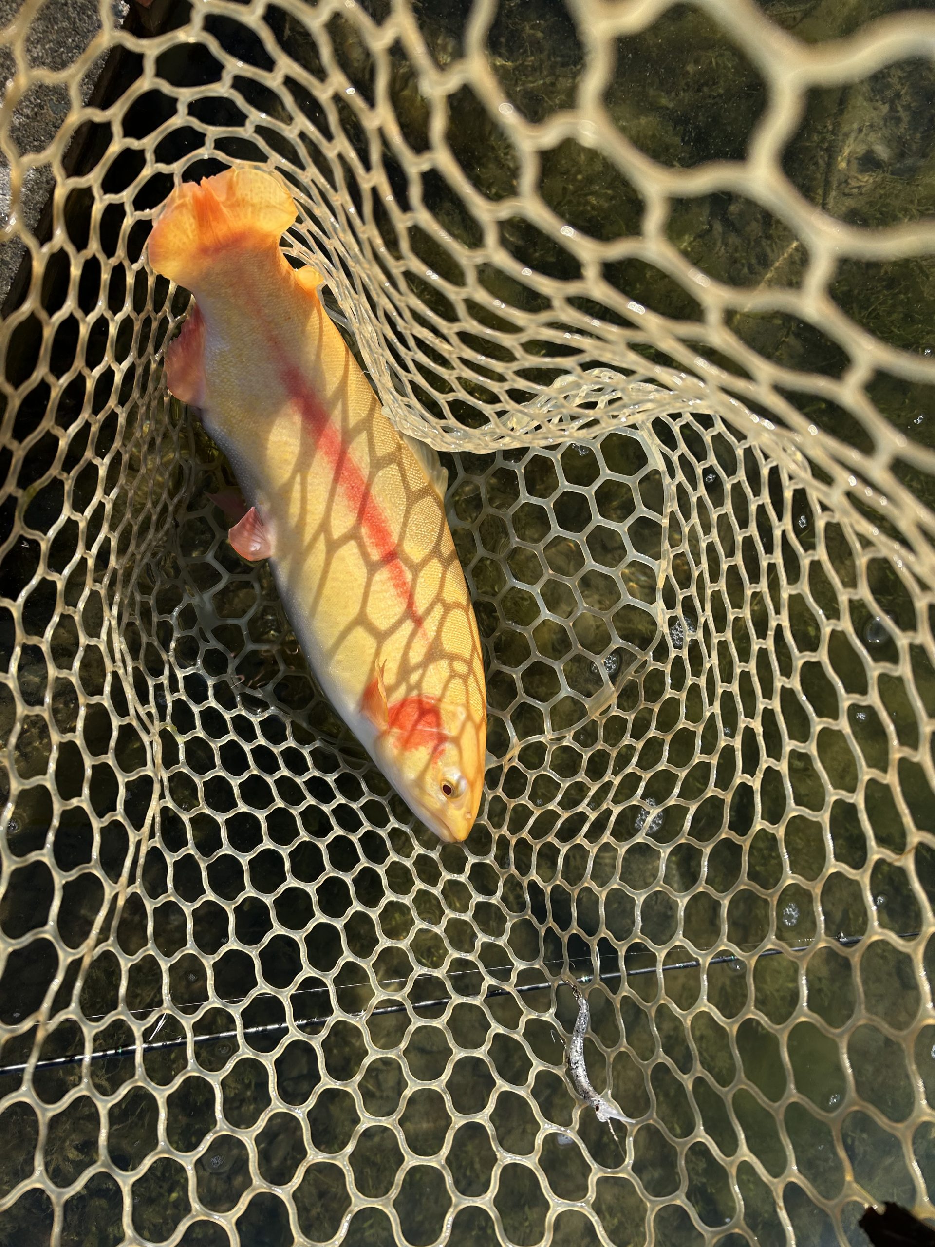 12月7日(日)杉並区 ナカムーさん