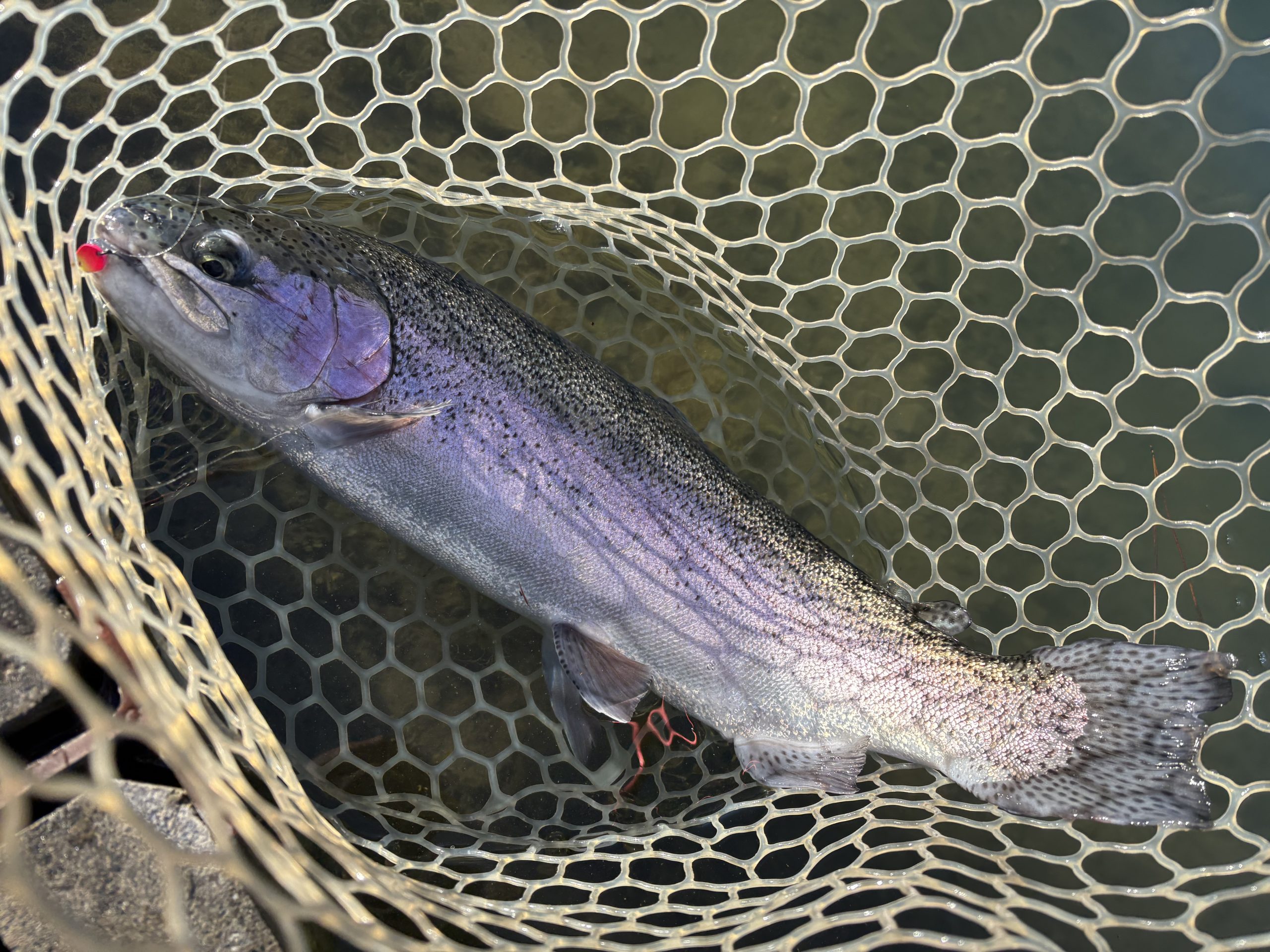 12月29日(月) 青梅市 AOさん