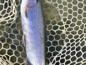 12月27日（土）所沢市　よねさん