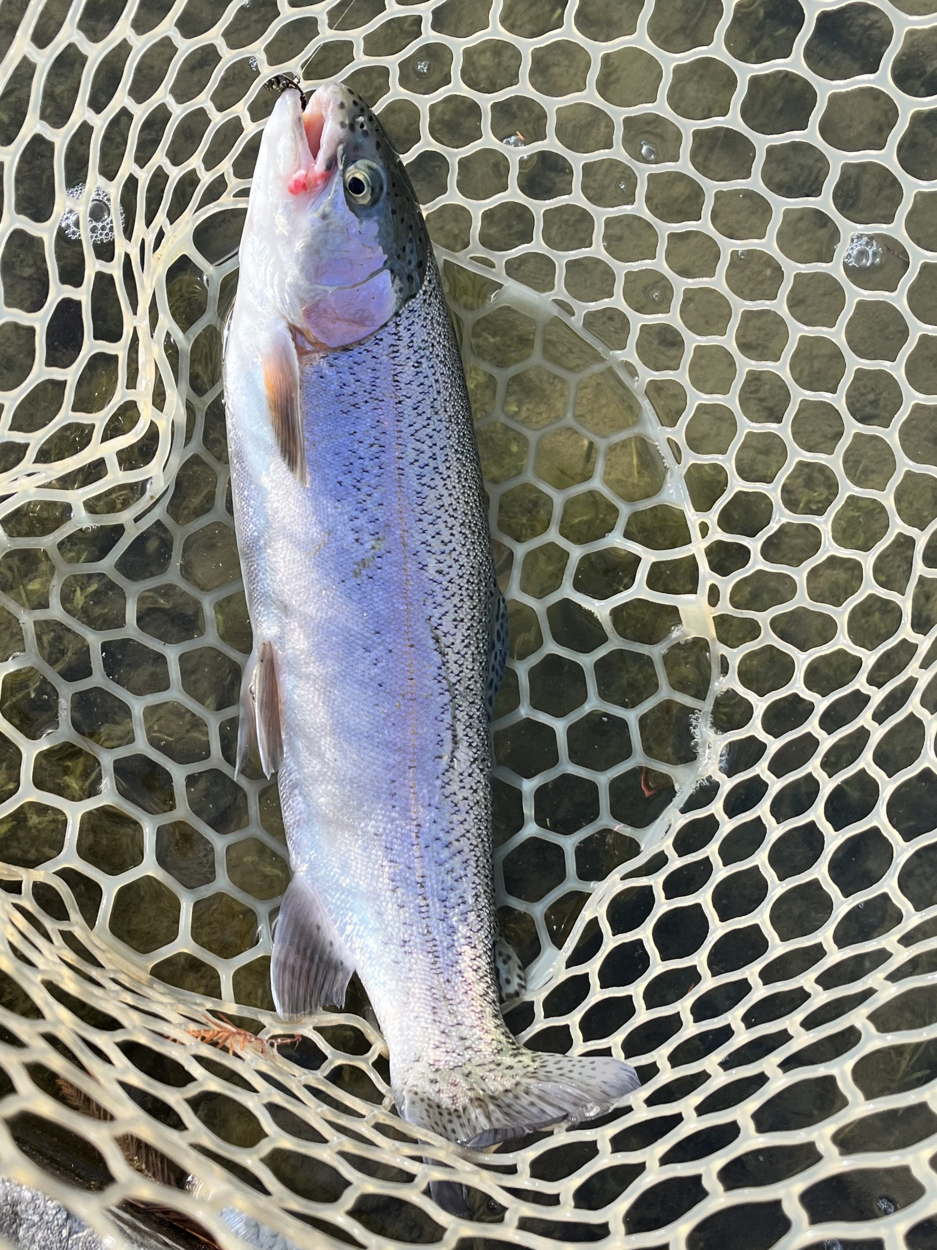 12月27日（土）所沢市　よねさん