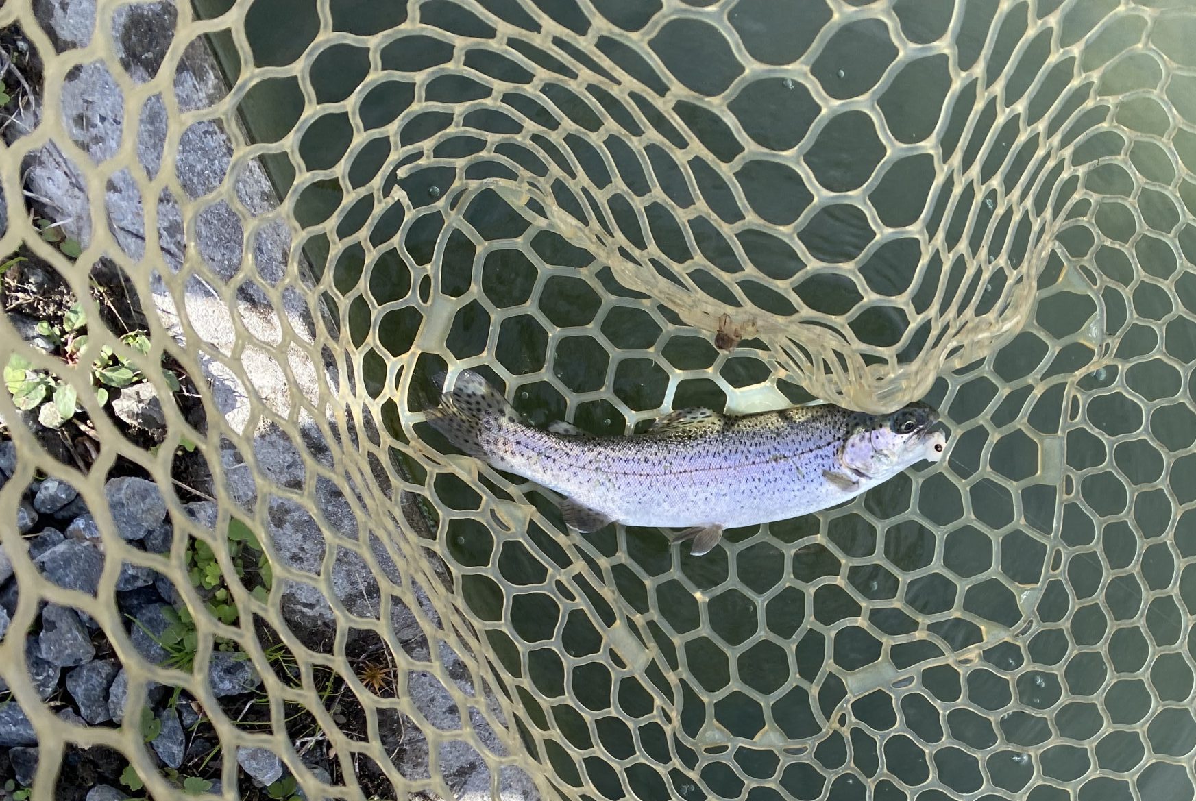 12月5日（金）立川市　ゆきふくさん