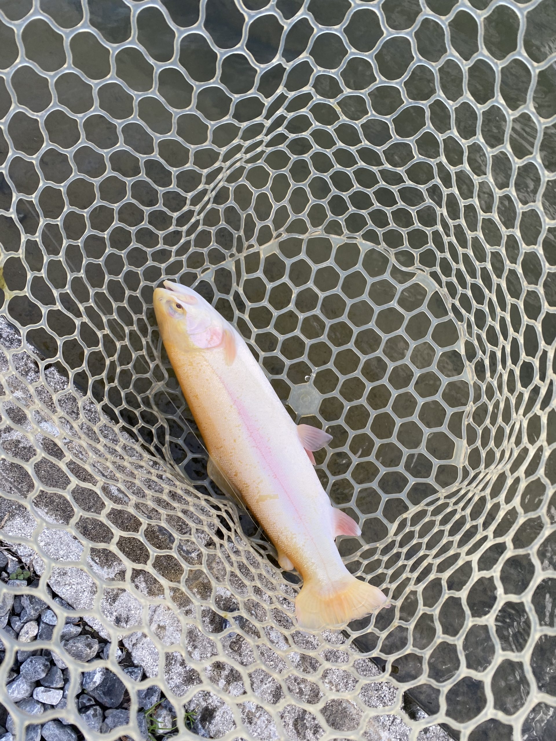 12月26日(金)　立川市　ゆきふくろうさん