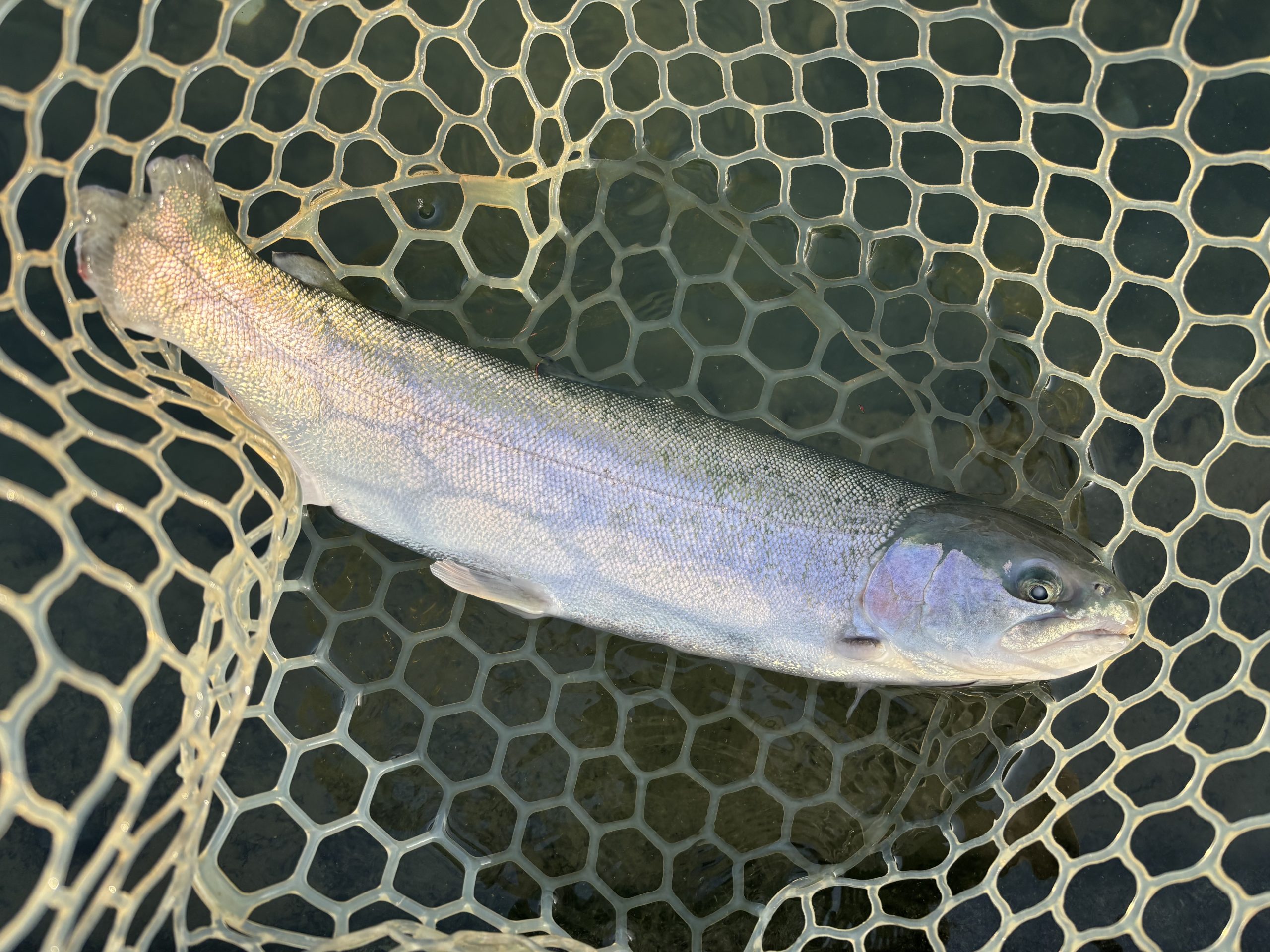 12月1日(月)　青梅市　鈴木さん