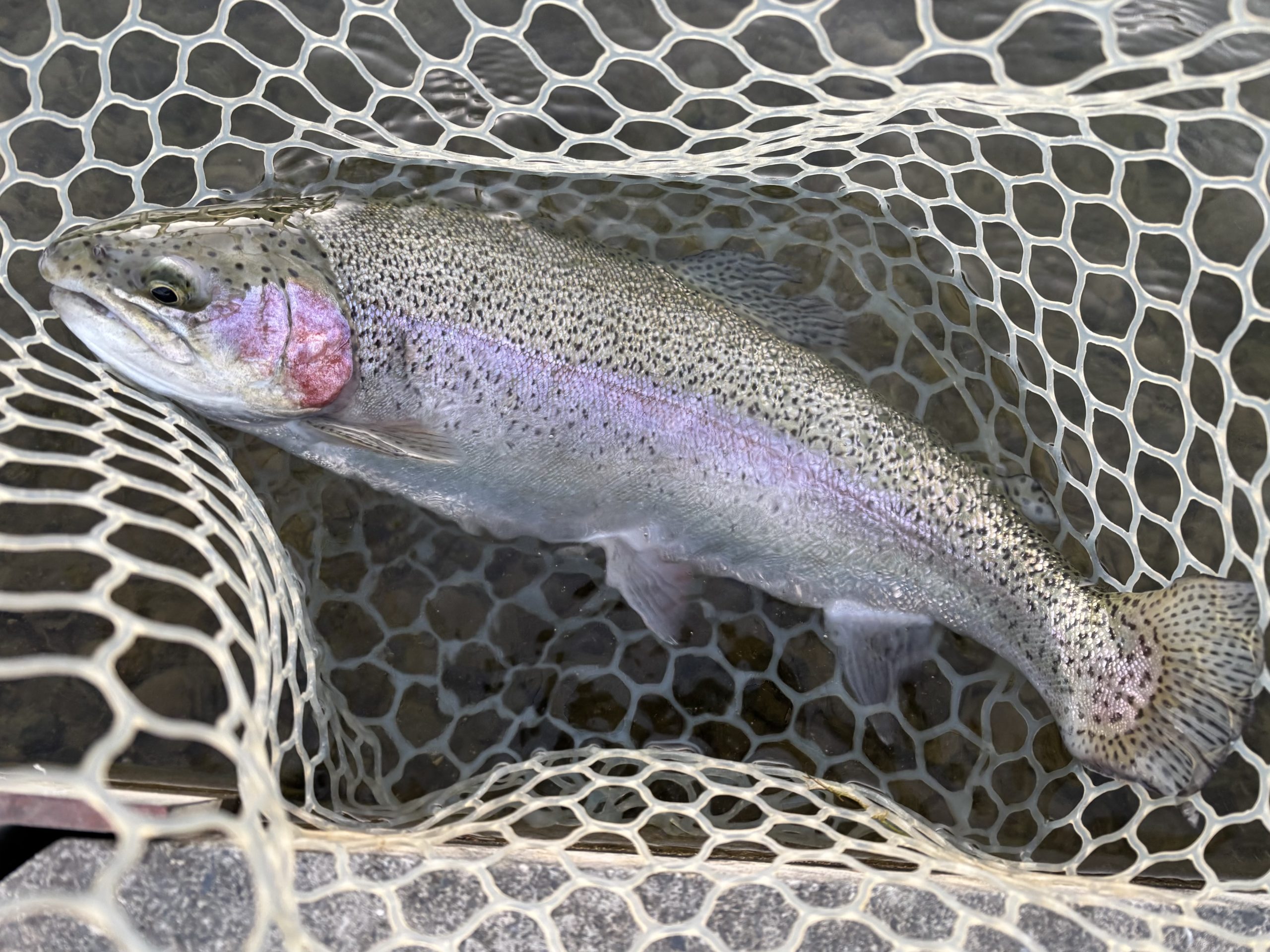 12月12日(金) 鈴木さん