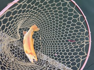 12月7日（日）入間市　大西さん