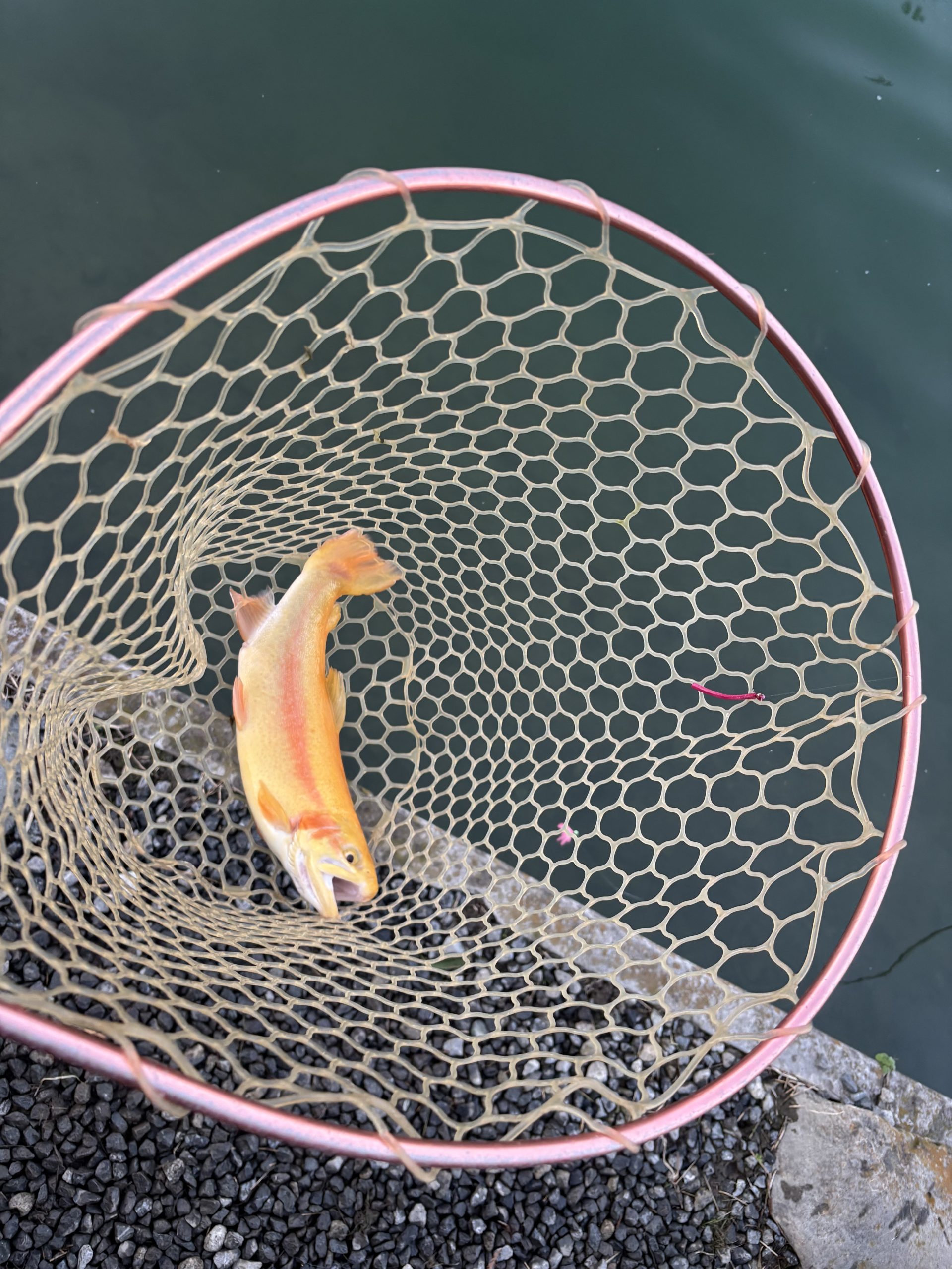 12月7日（日）入間市　大西さん