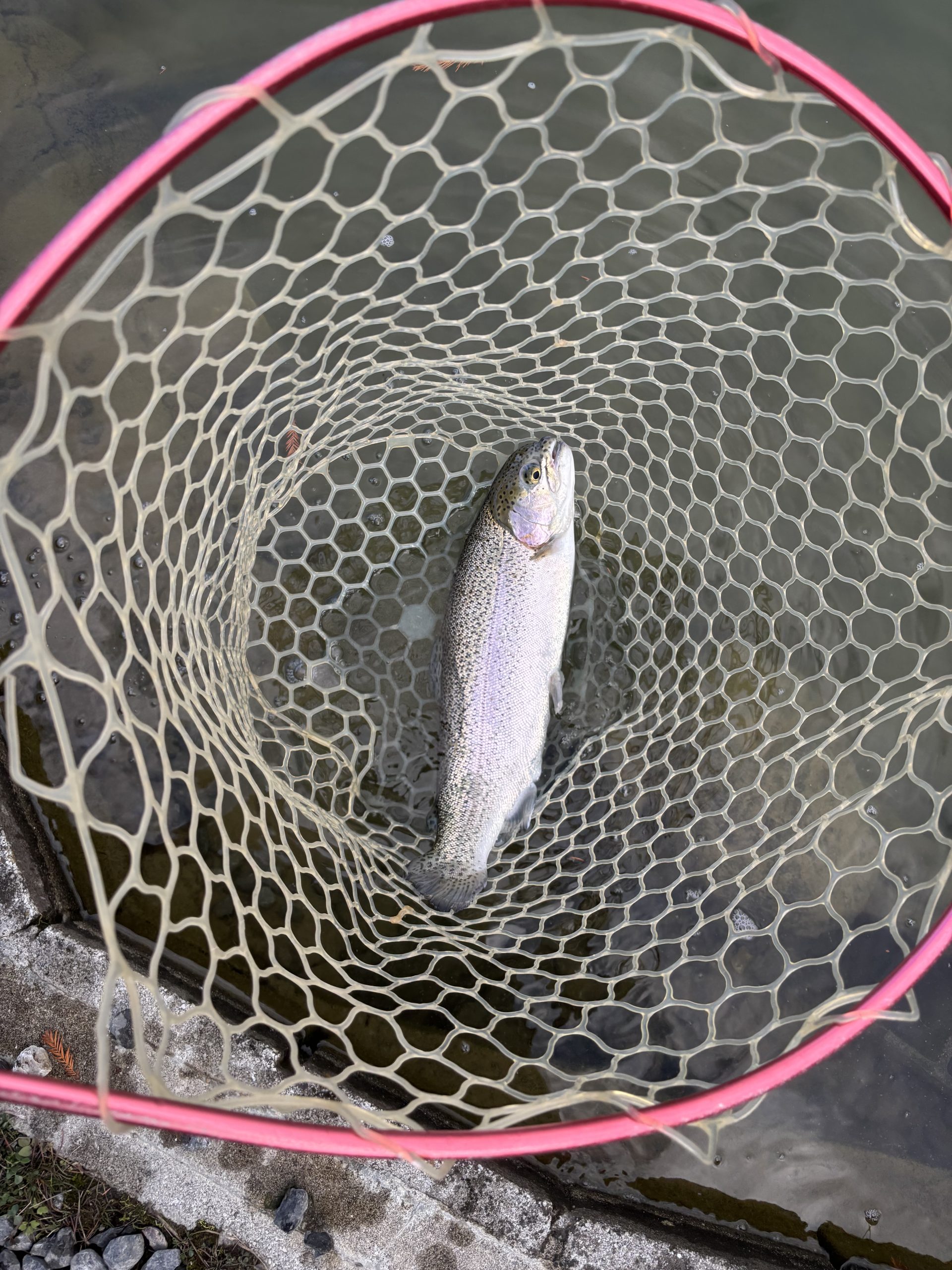 12月27日（土）入間市　大西さん