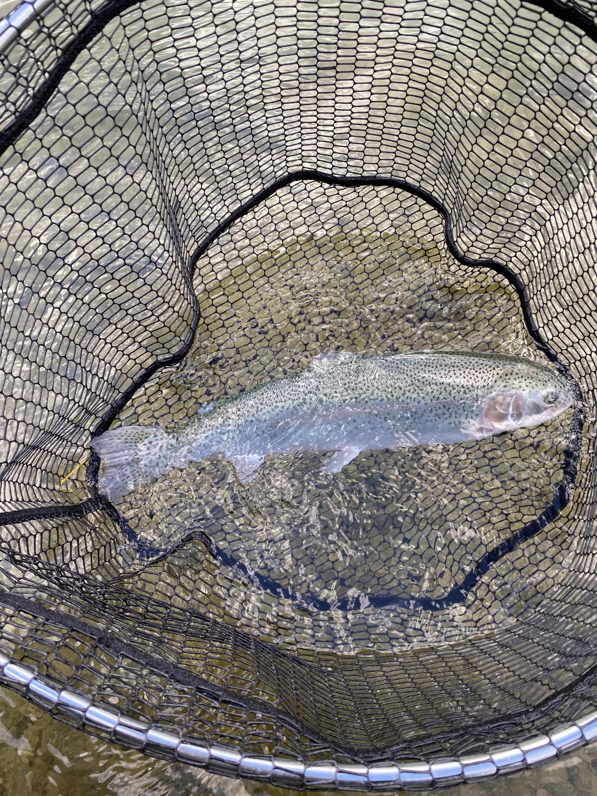 12月9日（火）昭島市　こいゆかさん
