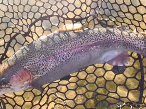 12月22日（月）川崎市　morichanymさん