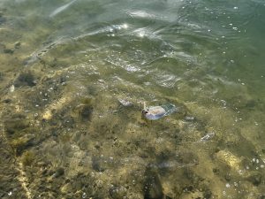 12月17日（水）所沢市　マサ内藤さん