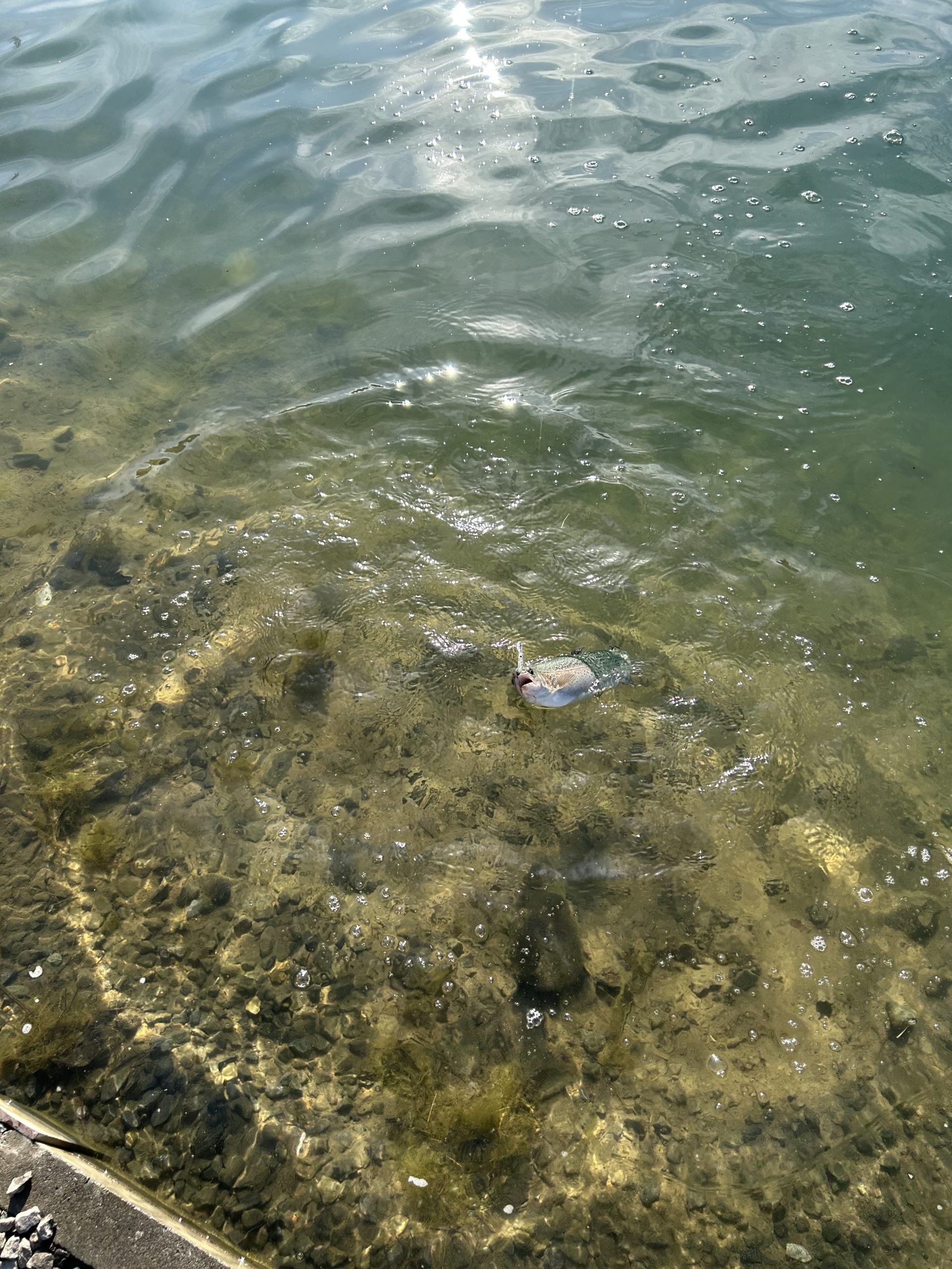 12月17日（水）所沢市　マサ内藤さん