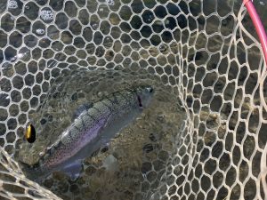 12月1日(月)　昭島市　まっちゃんさん