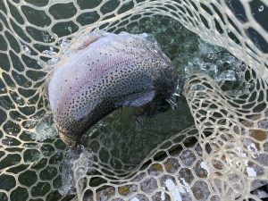 12月9日（火）日野市　ニイマスさん