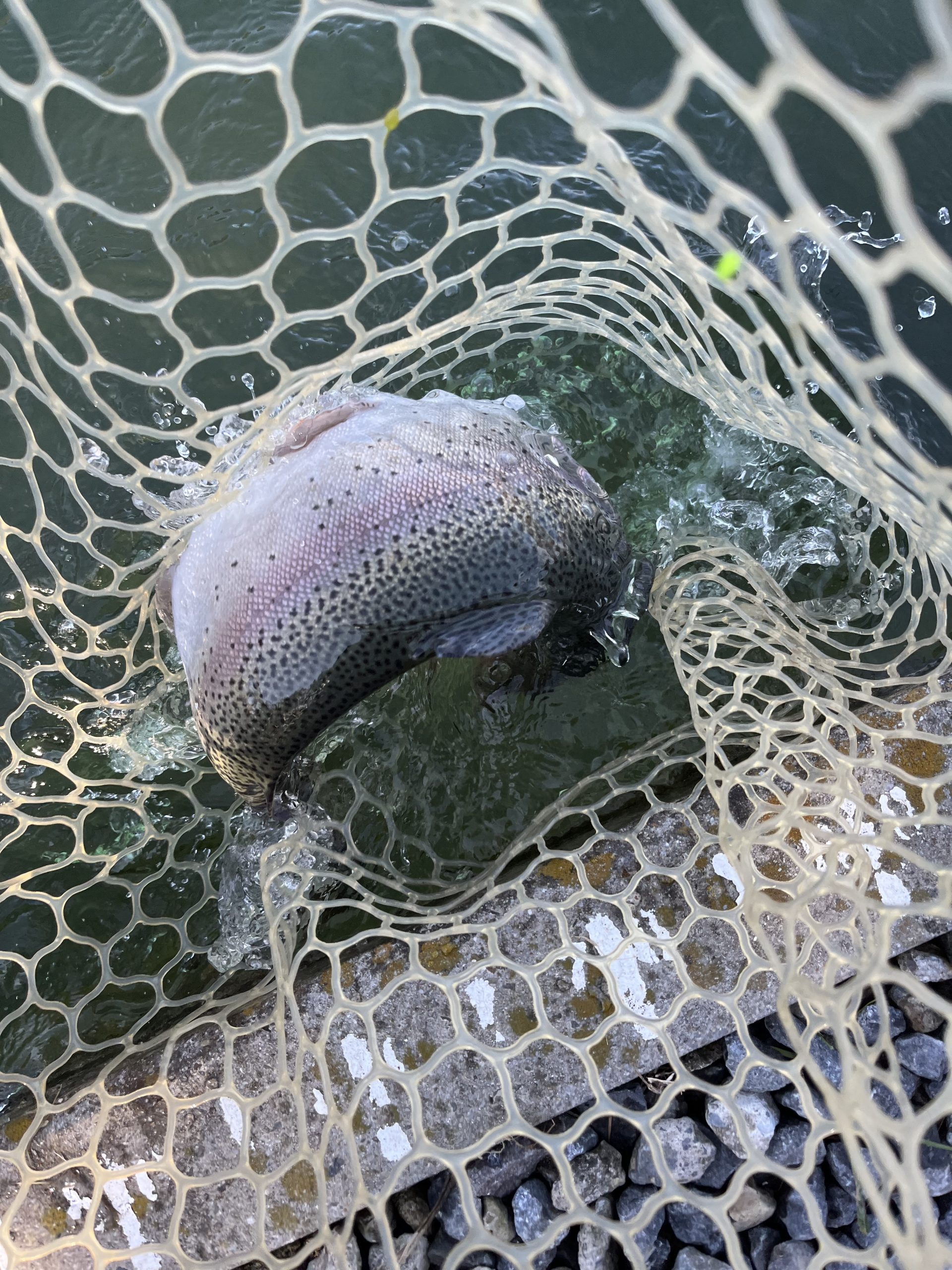 12月9日(火)日野市 ニイマスさん