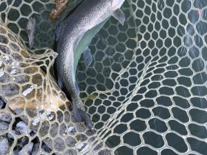 12月12日(金)　日野市　ニイマスさん