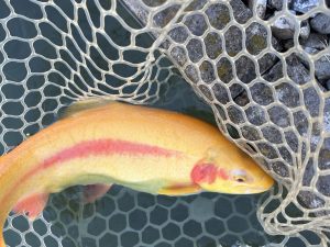 12月16日（火）日野市　ニイマスさん