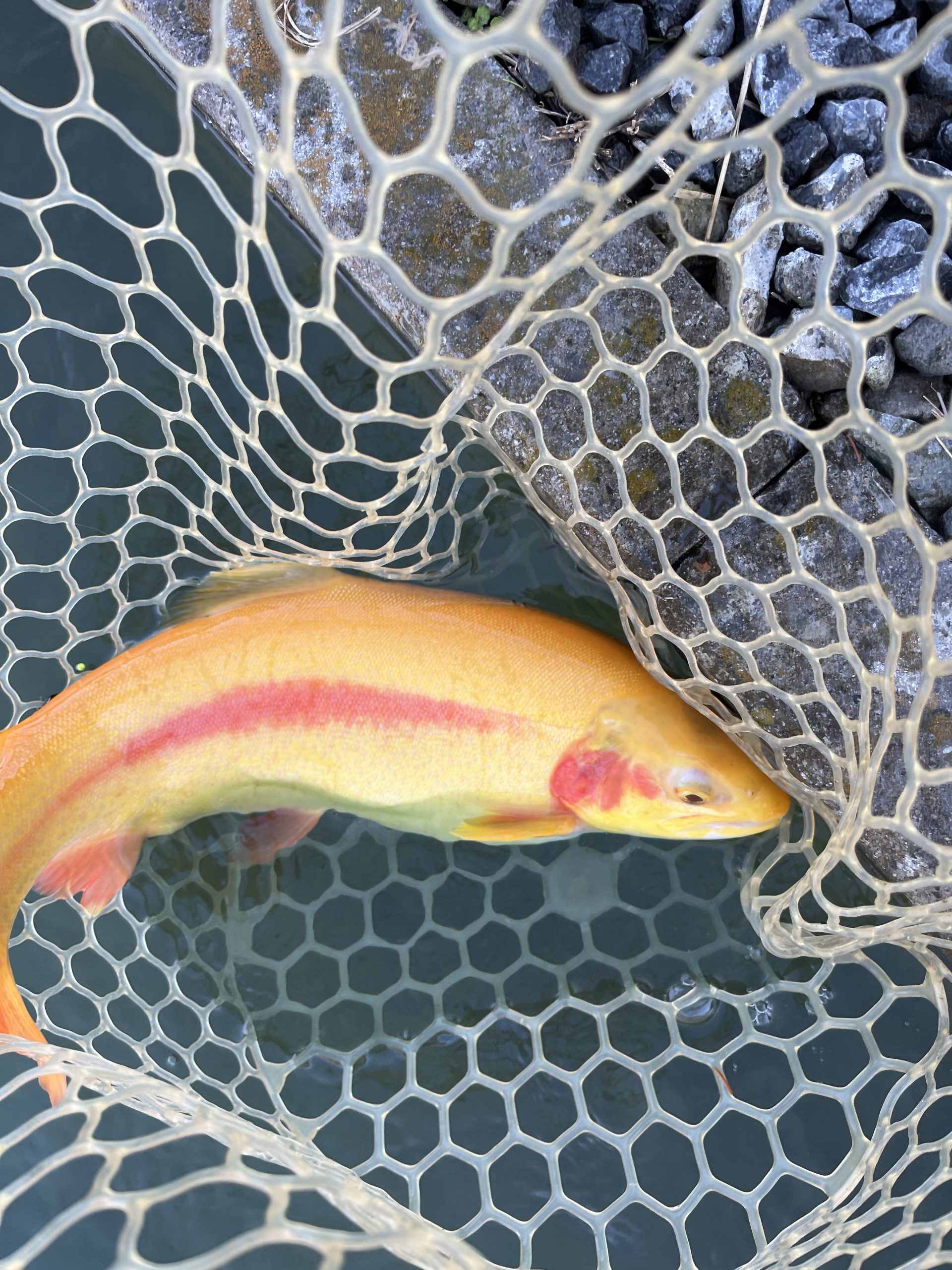 12月16日（火）日野市　ニイマスさん