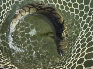 12月23日（火）日野市　ニイマスさん