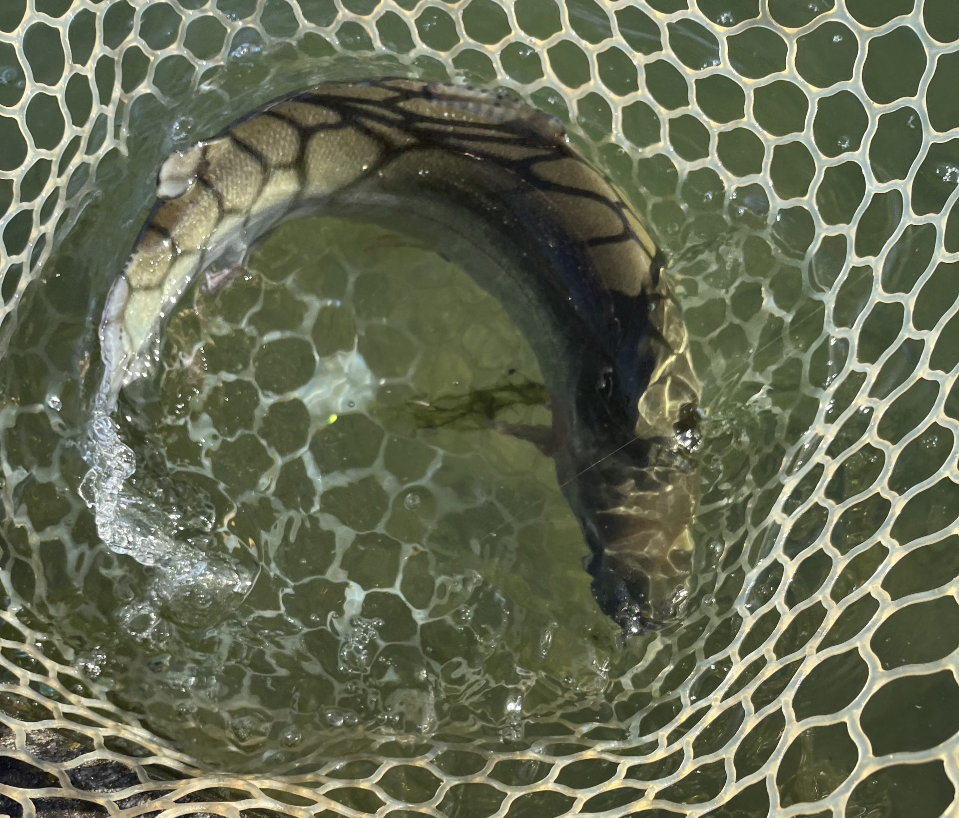 12月23日（火）日野市　ニイマスさん