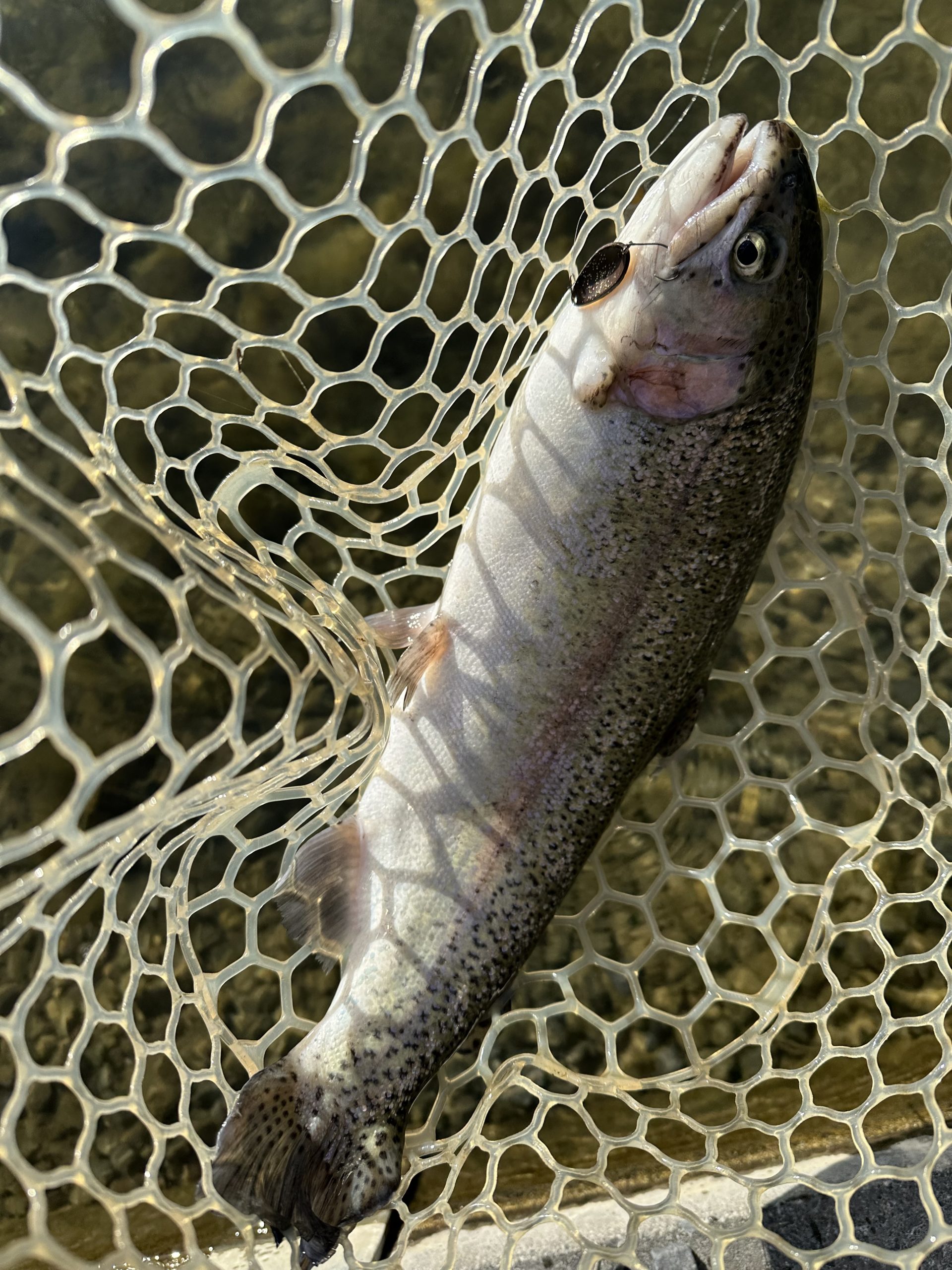 12月29日(月)　立川市　良イオ年ヲノ助さん