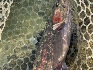 12月7日（日）小平市　にけるさん