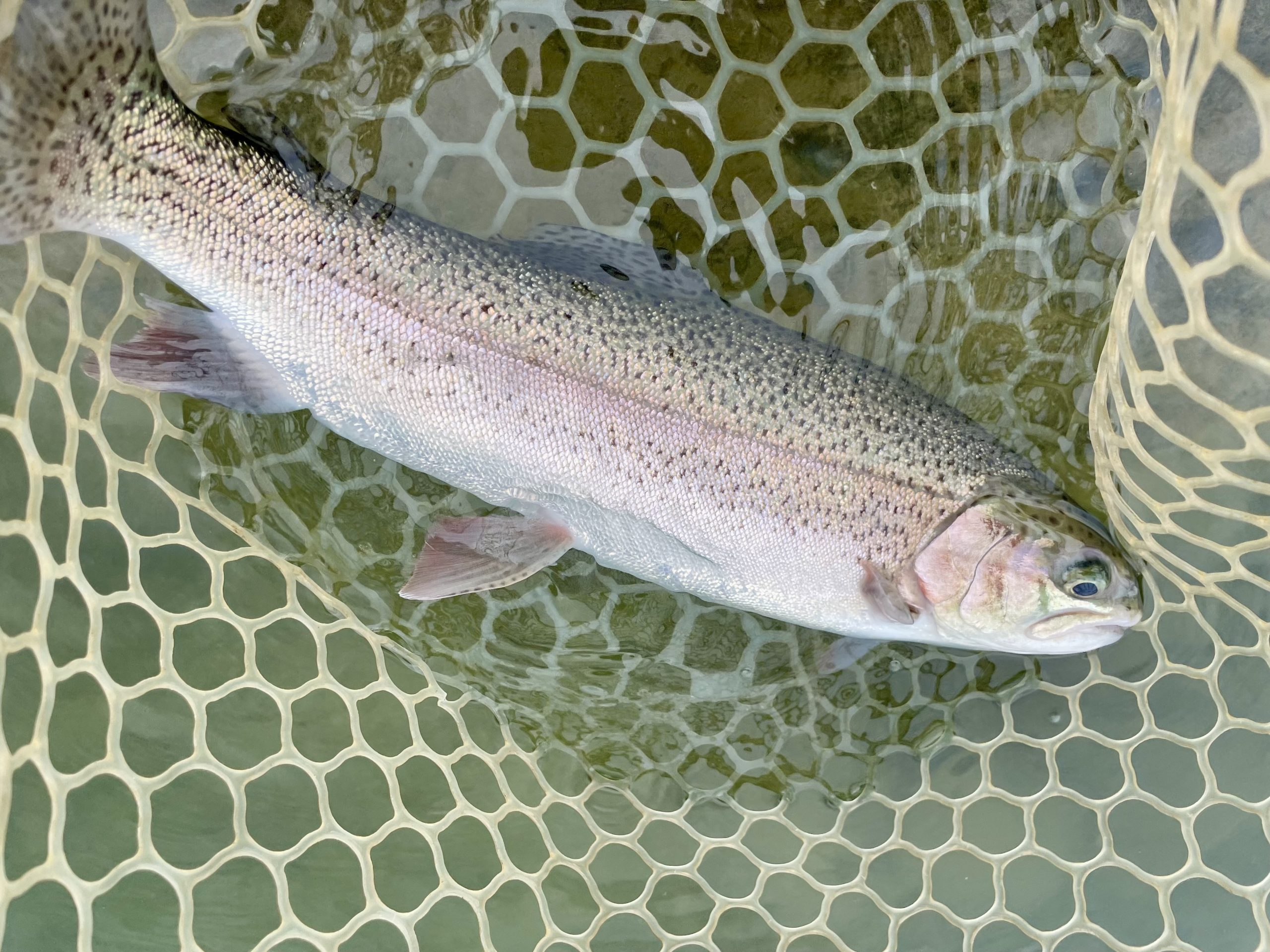 12月21日（日）小平市　にけるさん